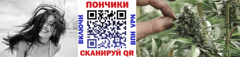 Канабис сатива  Сосенский 